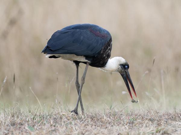 Bisschopsooievaar (Ciconia episcopus)